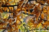 vallombrosa004