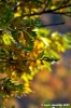 vallombrosa006