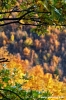 vallombrosa009