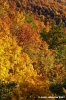 vallombrosa012