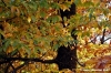 vallombrosa014