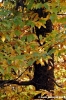 vallombrosa015