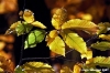 vallombrosa017