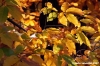 vallombrosa018