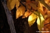vallombrosa019