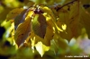 vallombrosa020