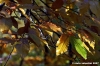 vallombrosa021