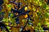 vallombrosa022