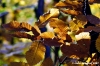 vallombrosa023