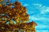 vallombrosa025