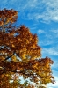 vallombrosa026