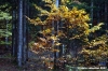 vallombrosa028