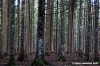 vallombrosa029