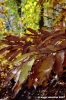 vallombrosa038