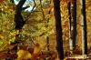 vallombrosa039