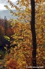vallombrosa040