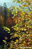 vallombrosa041