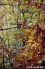 vallombrosa046