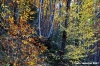 vallombrosa047