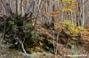 vallombrosa048