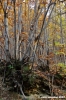 vallombrosa049