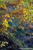 vallombrosa050