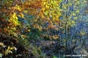 vallombrosa051