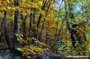 vallombrosa052