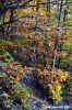 vallombrosa053