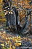 vallombrosa054