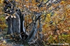 vallombrosa055