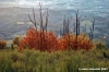 vallombrosa056