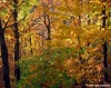 vallombrosa060