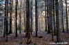 vallombrosa084
