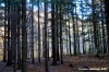 vallombrosa085
