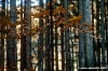 vallombrosa086