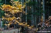 vallombrosa088