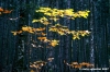 vallombrosa092