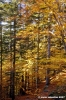 vallombrosa102