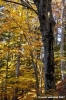 vallombrosa103
