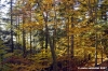 vallombrosa108