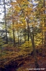 vallombrosa110