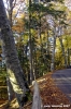 vallombrosa113