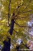 vallombrosa115