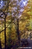 vallombrosa116