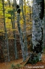 vallombrosa121