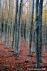 vallombrosa124