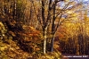 vallombrosa128