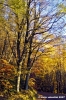 vallombrosa129