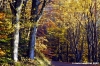 vallombrosa131